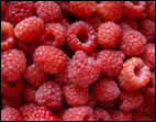 Our raspberries