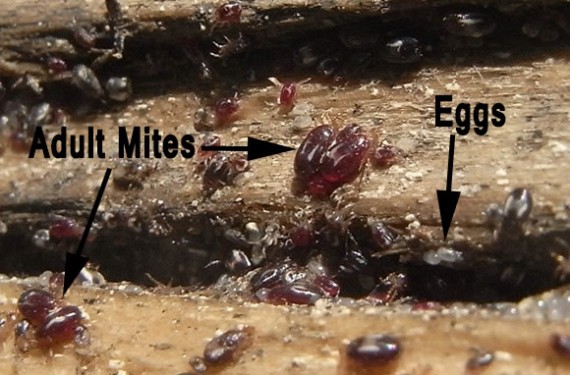 A close-up of rem mites and eggs