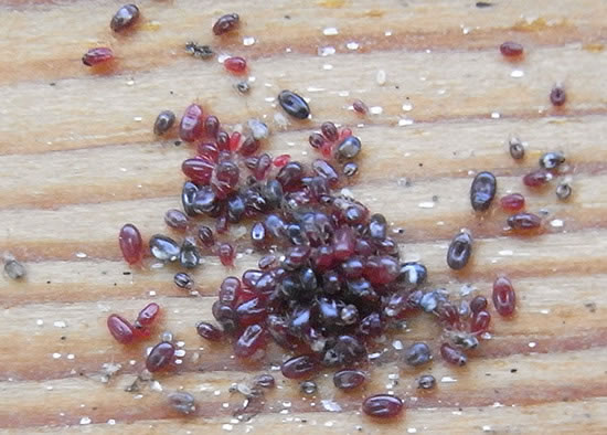 Clump of red mite after a feed