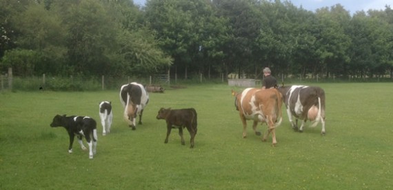 Rosedean Shetlands cows and calves