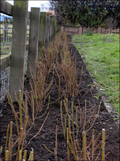 Scotch Rose Hedge