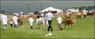 Cattle and handlers in the ring