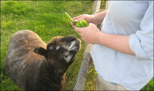 Sheep eating peas