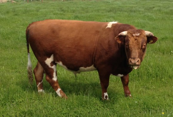Storm, Shetland bull