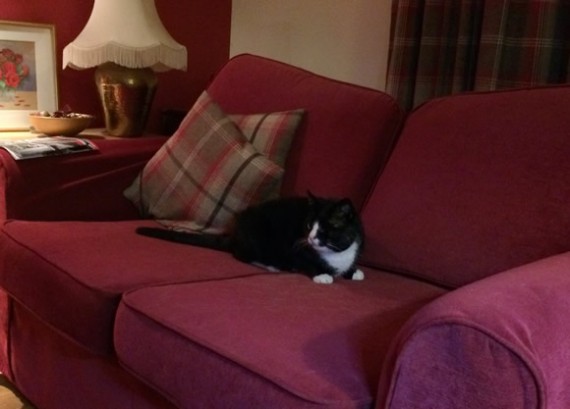 Tom on sofa