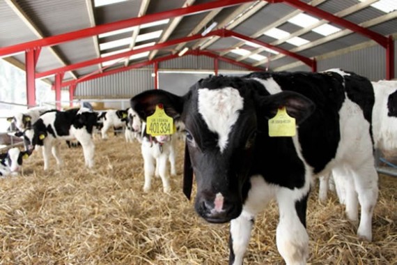 Veal calves at Heaves Farm