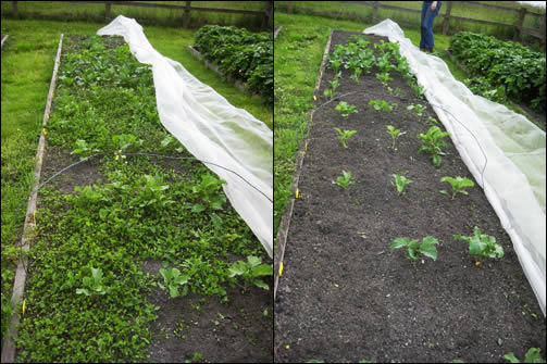 Before and after weeding