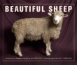 Beautiful Sheep: Portraits of Champion Breeds