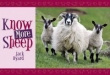 Sheep The Accidental Smallholder