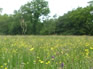 Introduction to grassland management