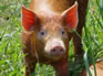 Transporting, moving and handling pigs