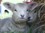 Metabolic diseases at lambing