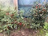 Baby / Bronte / Rain / Chilli