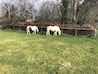 Health Plans / Udders / Ponies
