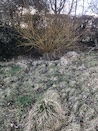 Polytunnel cleaned / Tree down / Willow