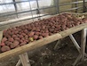 Tatties / Autumn / Henhouse extension