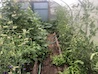 Clegs / Rain / Flowers