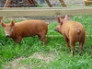 Tamworth weaners