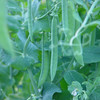 Greenshaft Peas