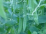 Greenshaft Peas