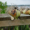 Onion drying rack