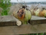 Onion drying rack