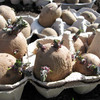 Chitting potatoes