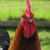 Copper Black Maran Cockerel