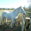 Smokey, in his winter coat, winter 2010