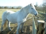 Smokey, in his winter coat, winter 2010