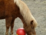 Bugsy and his ball, April 2011