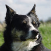 Tess, border collie