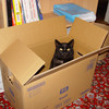 Cass in a box