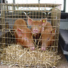 Tamworth weaners in transit