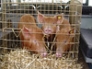 Tamworth weaners in transit