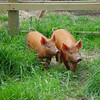 Two Tamworth gilts