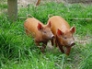 Two Tamworth gilts