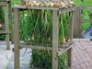 Onions drying