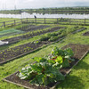 Raised beds in vegetable garden