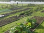 Raised beds in vegetable garden