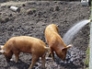 Tamworth pigs enjoying a shower