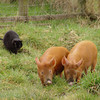 Felix stalking two Tamworth weaners