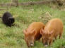 Felix stalking two Tamworth weaners