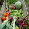 Vegetable garden harvest