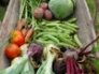 Vegetable garden harvest