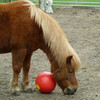 Bugsy and his ball, April 2011