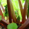 Rhubarb