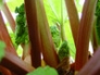 Rhubarb