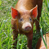 Tamworth weaners