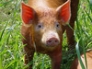 Tamworth weaners